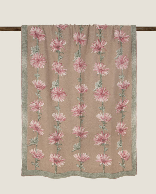 Cicoria Pink